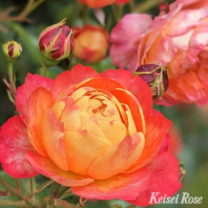 【バラ苗】ソレイユ ロマンティカ(2026年3月発送)