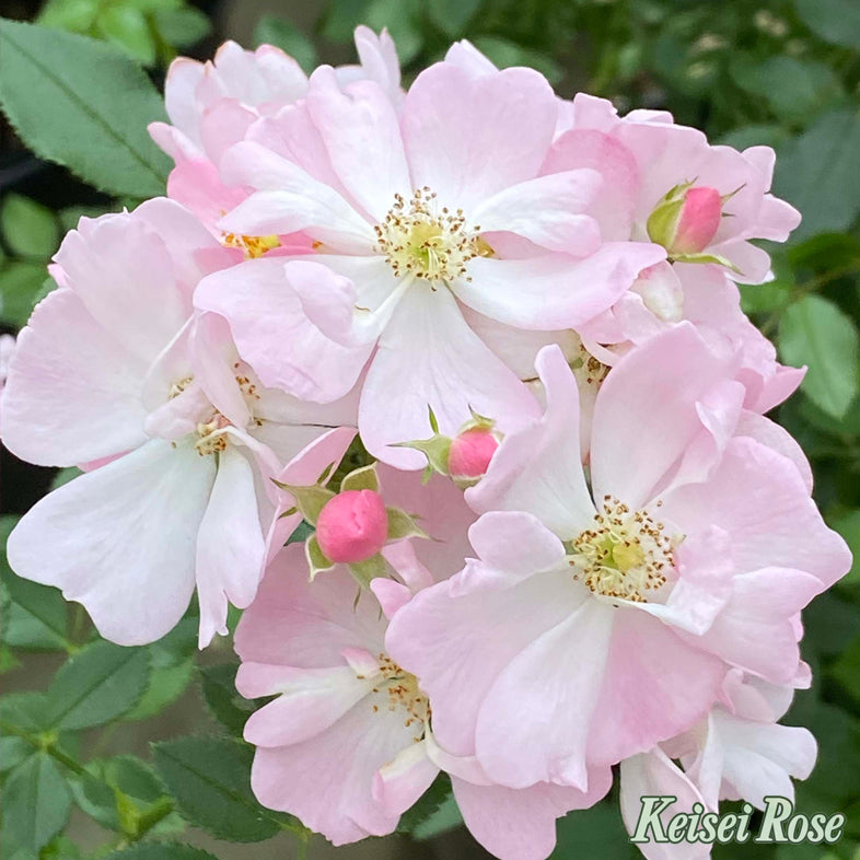 【バラ苗】スターリースカイ (2026年3月発送)