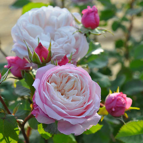 【バラ苗】ピルエット