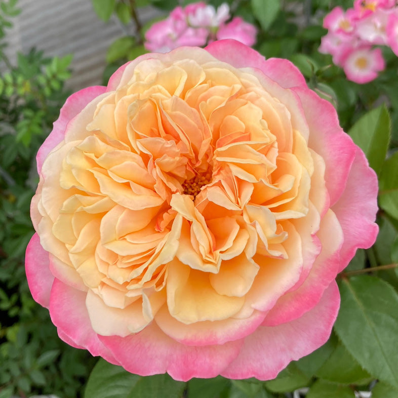 【バラ苗】コルデス ジュビリー(2026年3月発送)