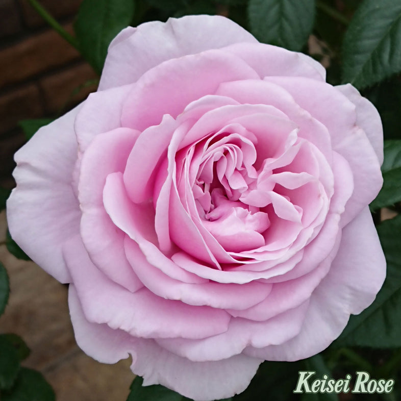 【バラ苗】パフュームドレス (2026年3月発送)