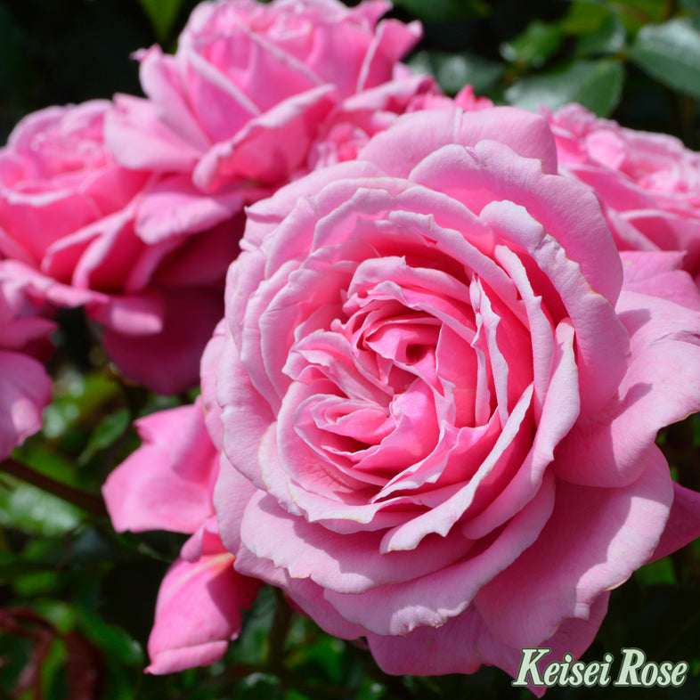 【バラ苗】フューチャーパフューム (2026年3月発送)