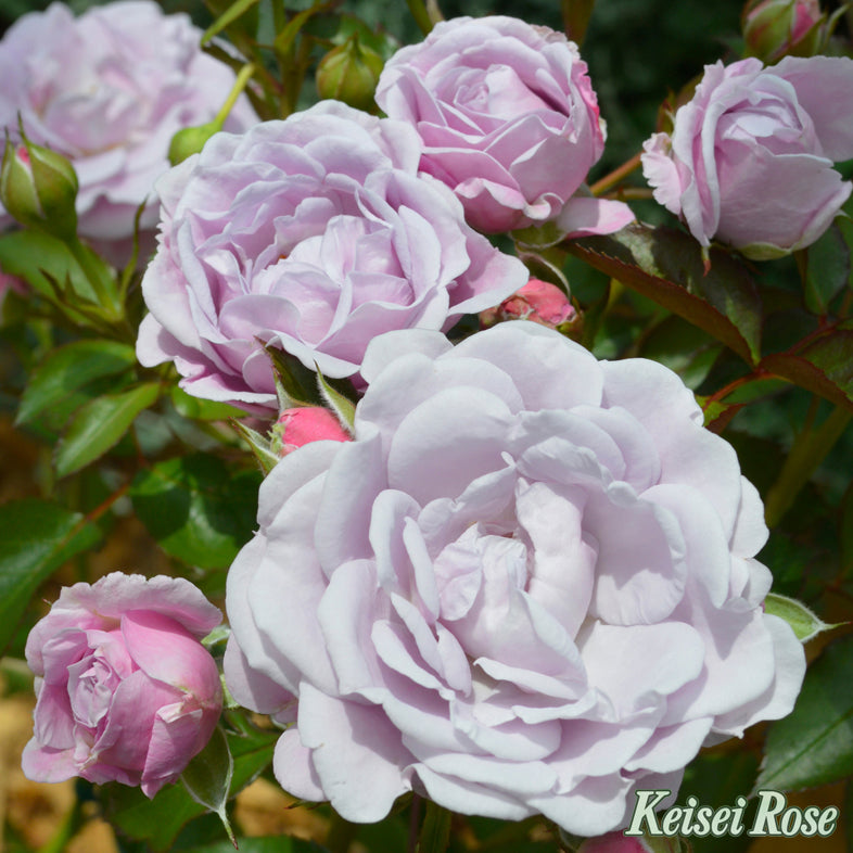 【バラ苗】マチネ (2026年3月発送)