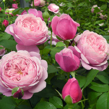 【バラ苗】シャンテ・ロゼ・ミサト