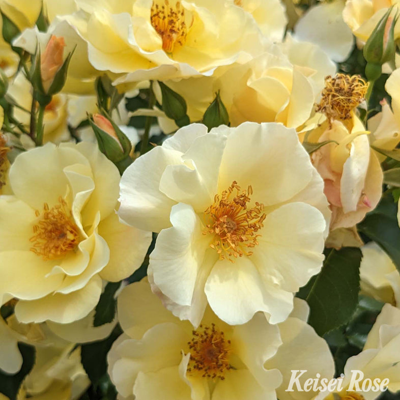 【バラ苗】金蓮歩(きんれんぽ) (2026年3月発送)