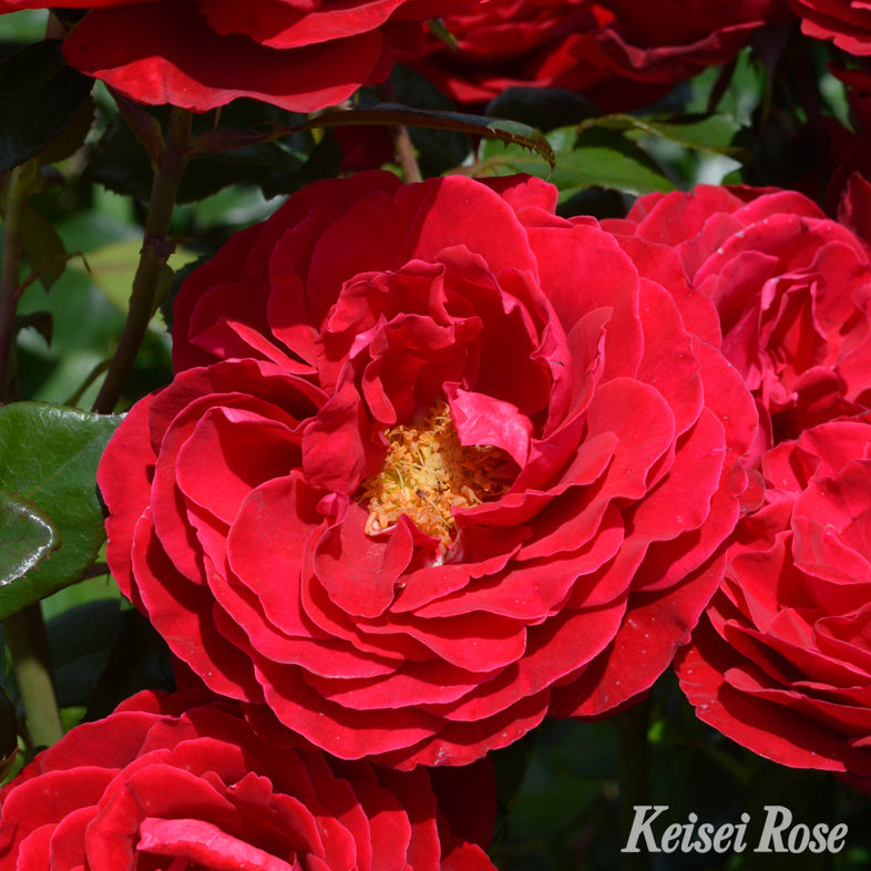 【バラ苗】マヨルカ(2026年3月発送)