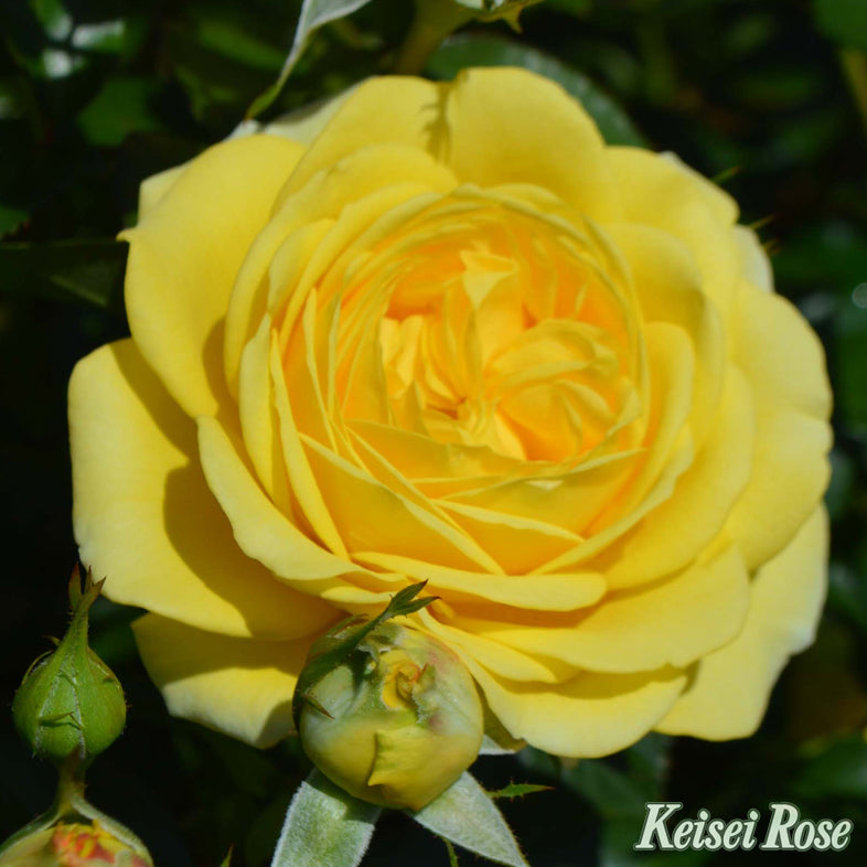 【バラ苗】ポラリスアルファ (2026年3月発送)