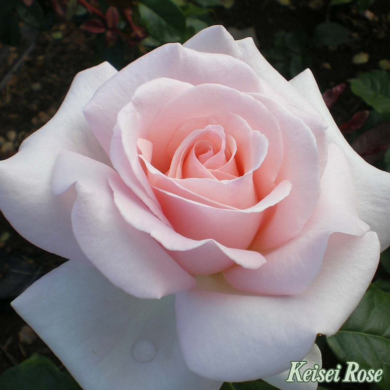 【バラ苗】マイガーデン®(2026年3月発送)