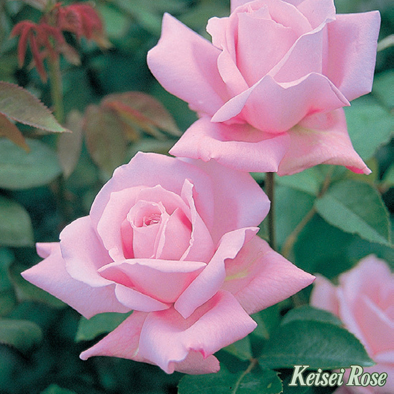 【バラ苗】ブルームーン(2026年3月発送)