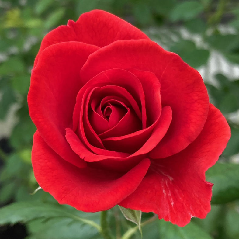 【バラ苗】モンタナ (2026年3月発送)