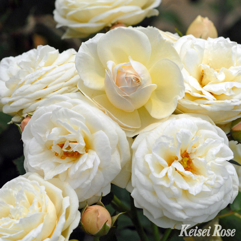 【バラ苗】アルテミス (2026年3月発送)