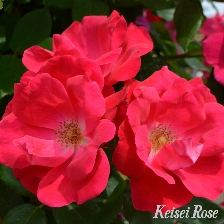 【バラ苗】ツル・ノックアウト(2026年3月発送)