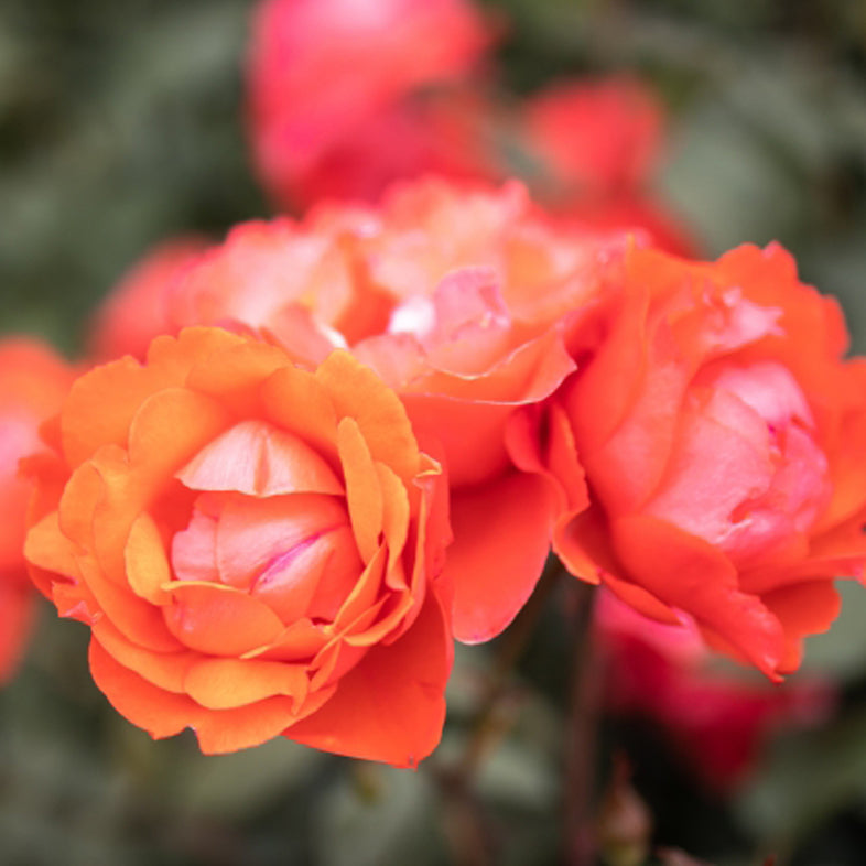 【バラ苗】スカーレットクイーンエリザベス(2026年3月発送)