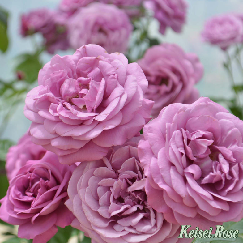 【バラ苗】プラム パーフェクト® (2026年3月発送)