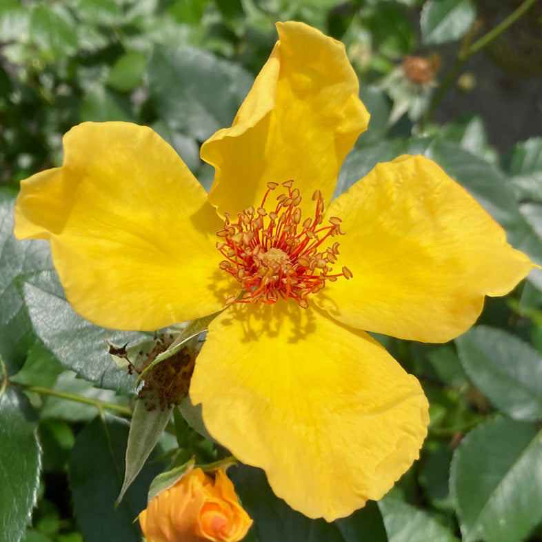 【バラ苗】サニージューン(2026年3月発送)