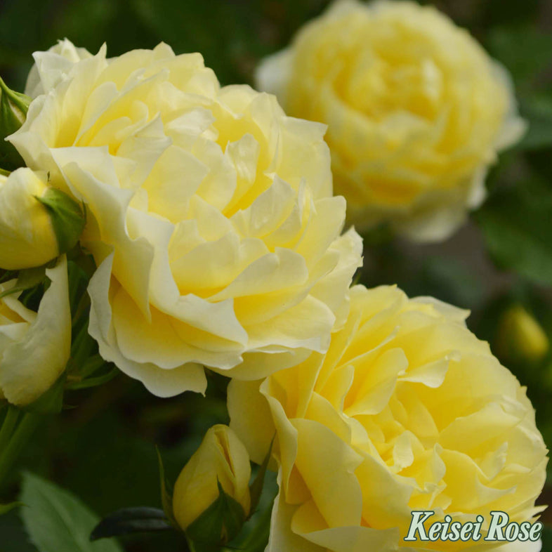 【バラ苗】恋きらら(2026年3月発送)