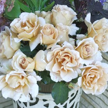 【バラ苗】エバンタイユ・ドール