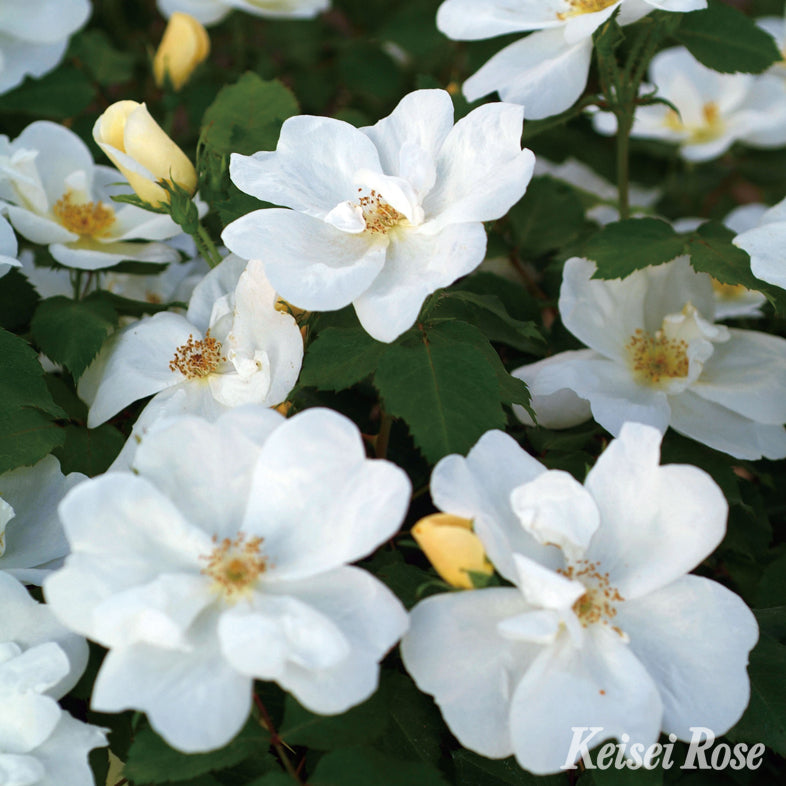 【バラ苗】ホワイト ノック アウト(2026年3月発送)