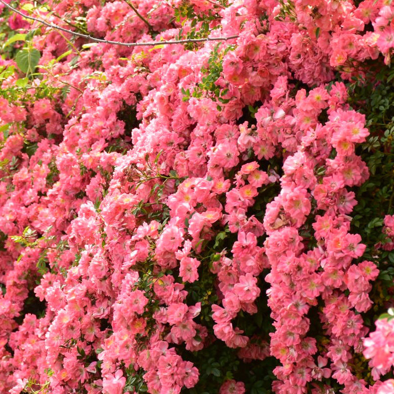 【バラ苗】花見川 (2026年3月発送)