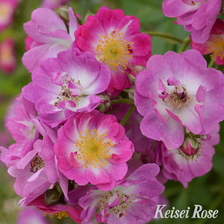 【バラ苗】ペレニアル ブルー(2026年3月発送)