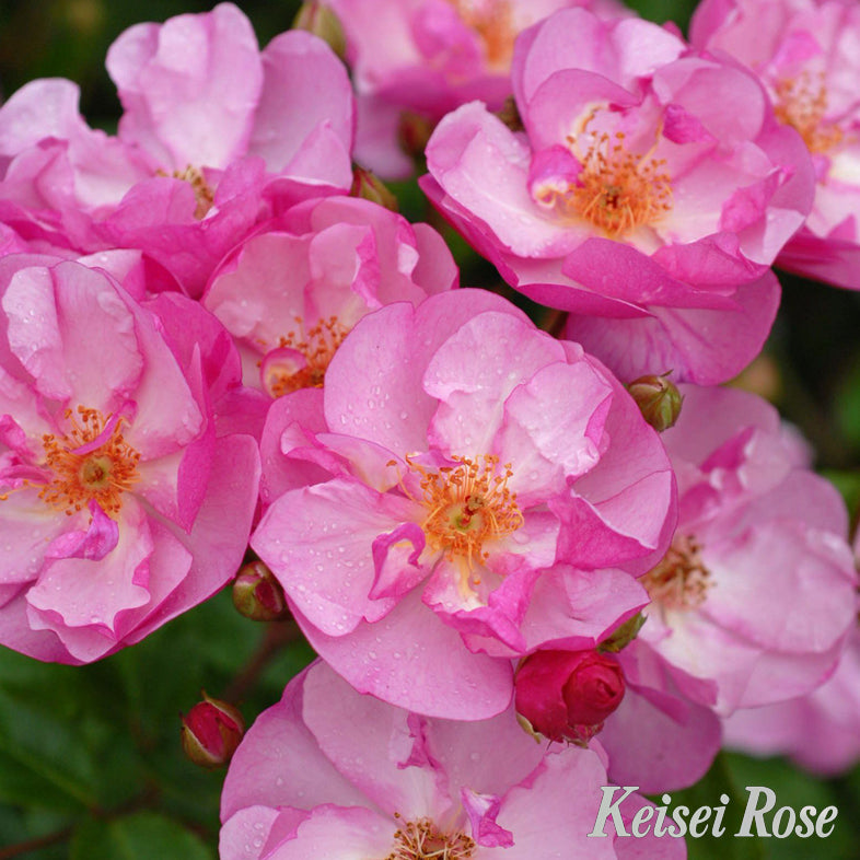 【バラ苗】ラベンダー メイディランド®(2026年3月発送)