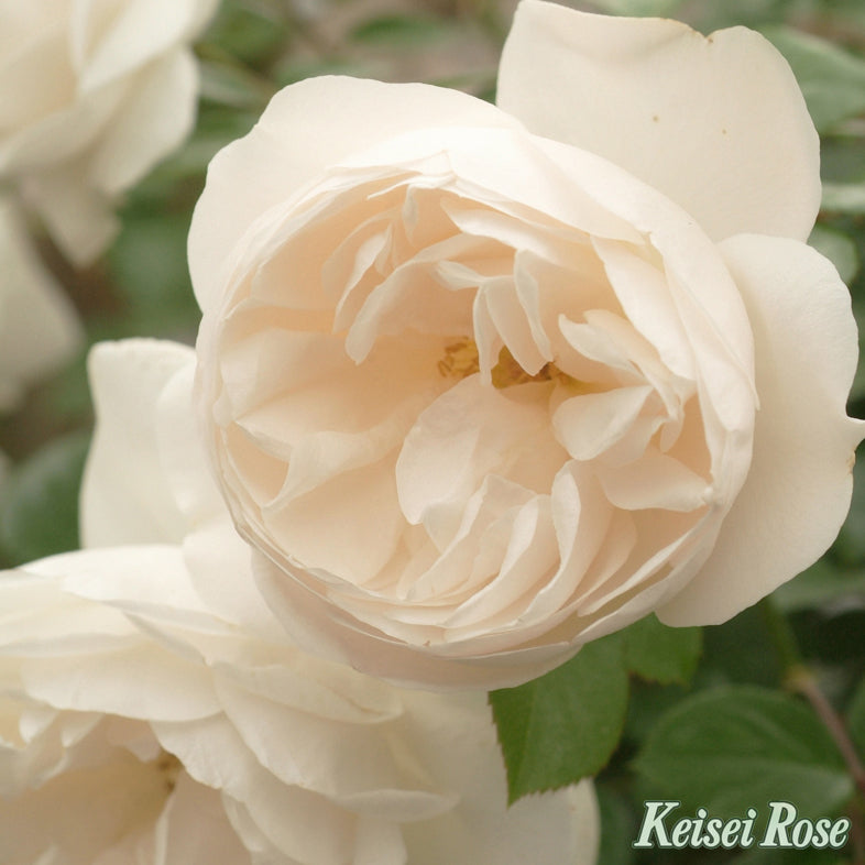 【バラ苗】サマーメモリーズ (2026年3月発送)