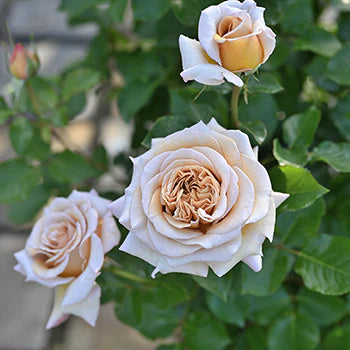 【バラ苗】ラリ・デ・ガゼル