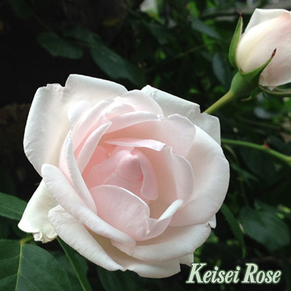 【バラ苗】ニュードン(2026年3月発送)