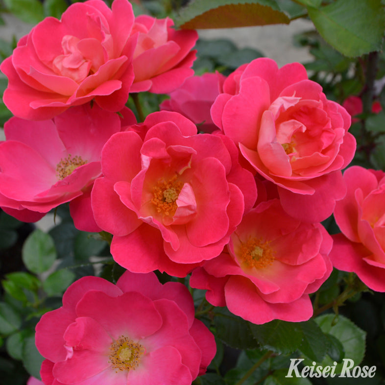 【バラ苗】ピンク ブリック ハウス (2026年3月発送)