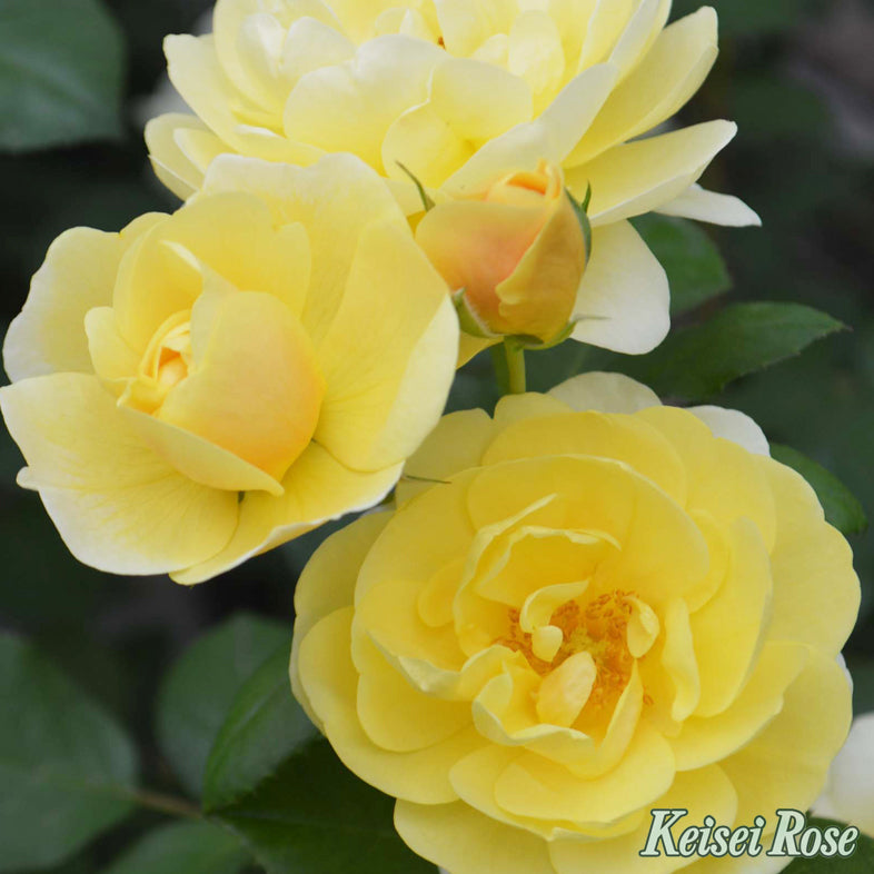 【バラ苗】スマイル ハニー ローズ / くまのプーさん【京成バラ園ブランド】