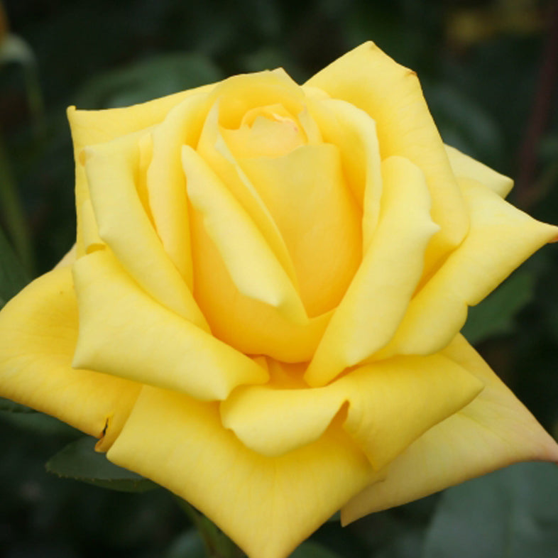 【バラ苗】かぐや姫 (2026年3月発送)