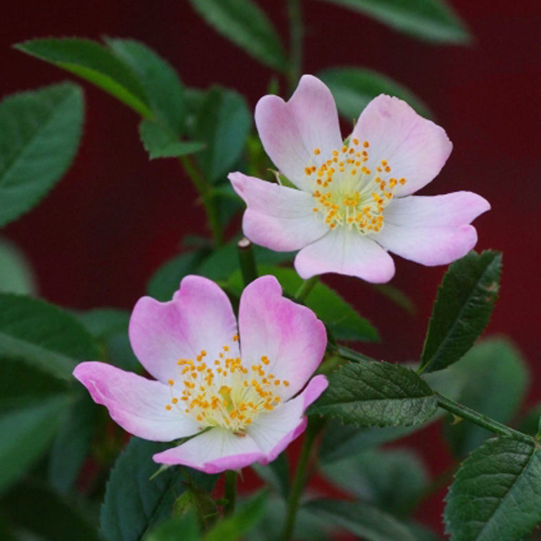 【バラ苗】ナナコバラ