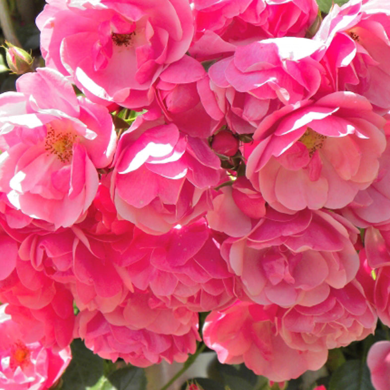 【バラ苗】アンジェラ (2026年3月発送)