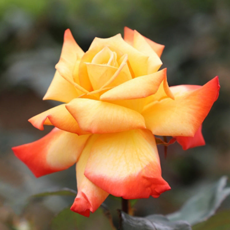 【バラ苗】高雄(2026年3月発送)