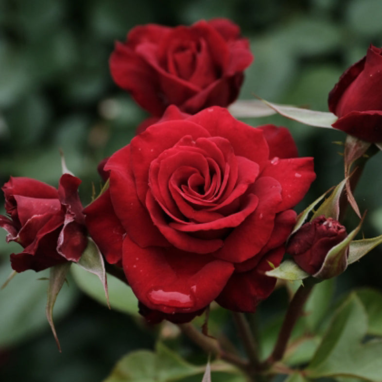 【バラ苗】ニコロ パガニーニ