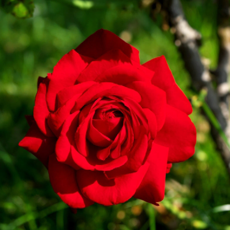 【バラ苗】ブルグント’81