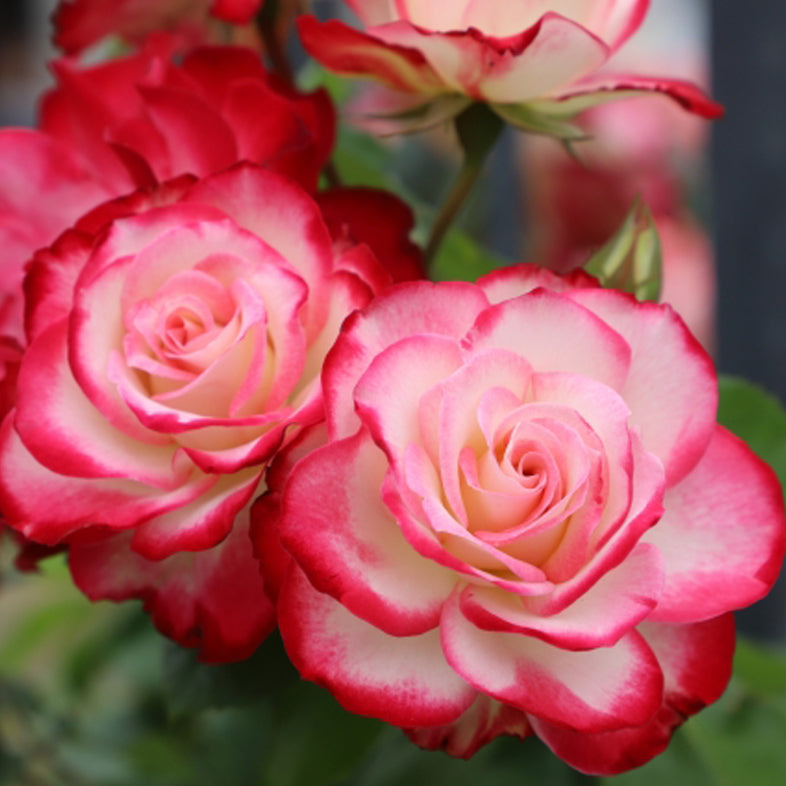 【バラ苗】ジュビレ デュ プリンス ドゥ モナコ (2026年3月発送)