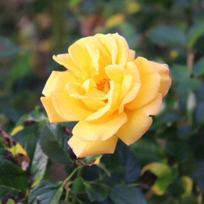 【バラ苗】ゴールドマリー’84 (2026年3月発送)