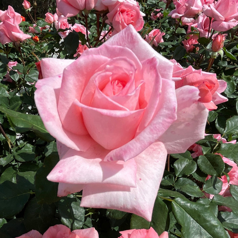 【バラ苗】プリンセス アイコ(2026年3月発送)