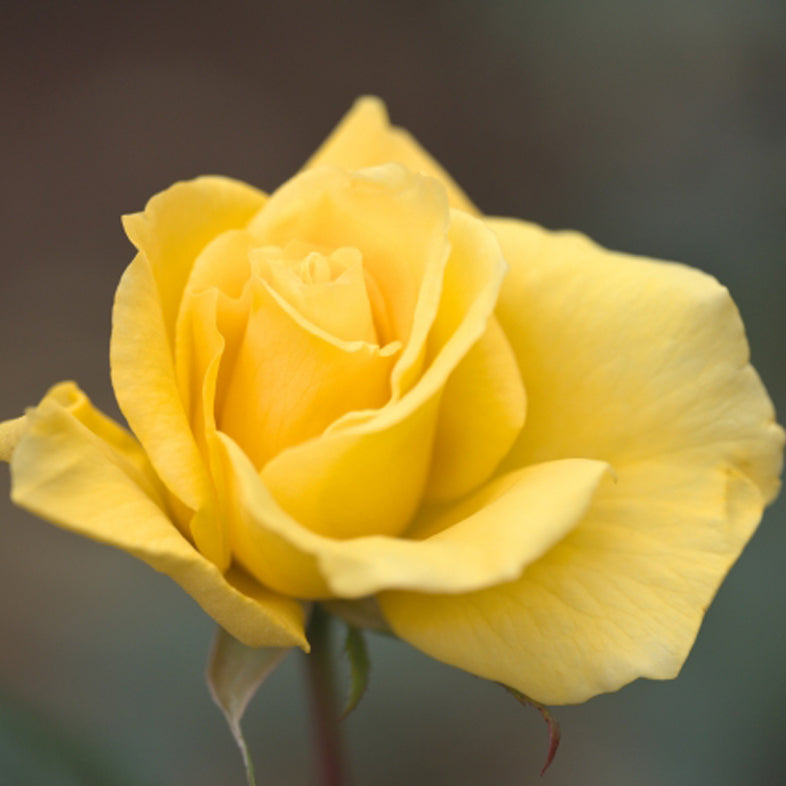 【バラ苗】フリージア (2026年3月発送)