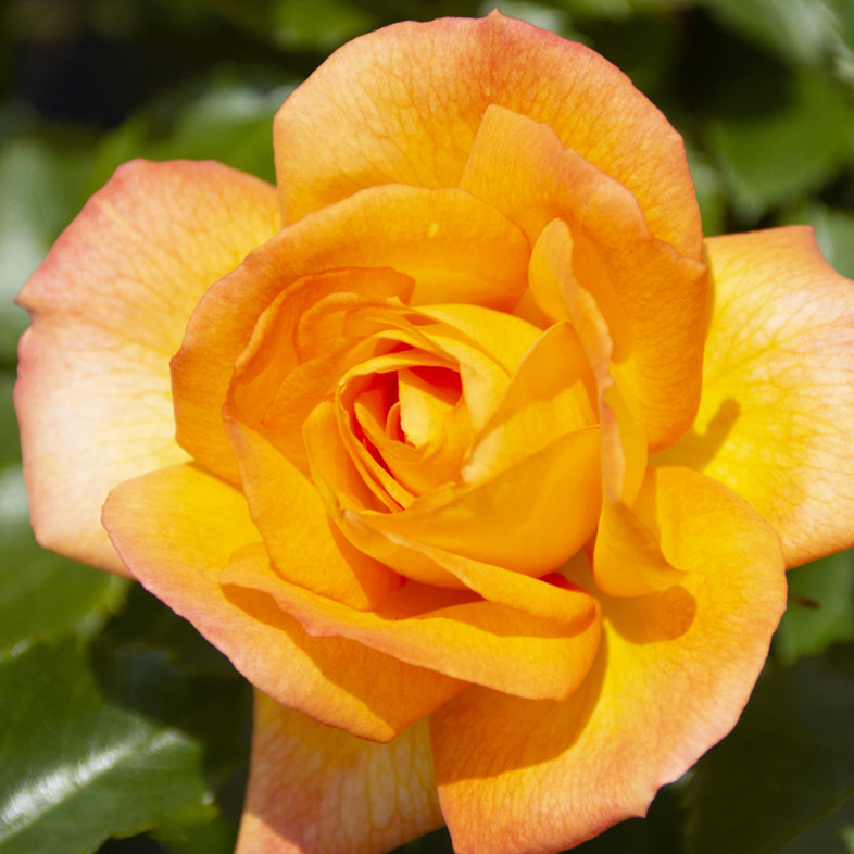 【バラ苗】サハラ’98 (2026年3月発送)