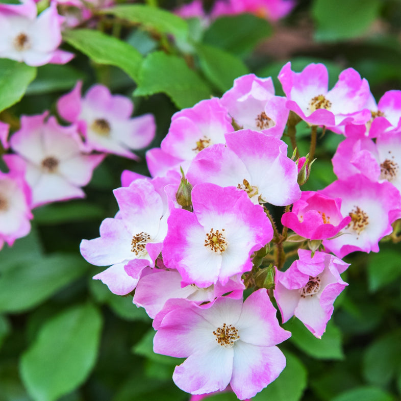 【バラ苗】バレリーナ(2026年3月発送)