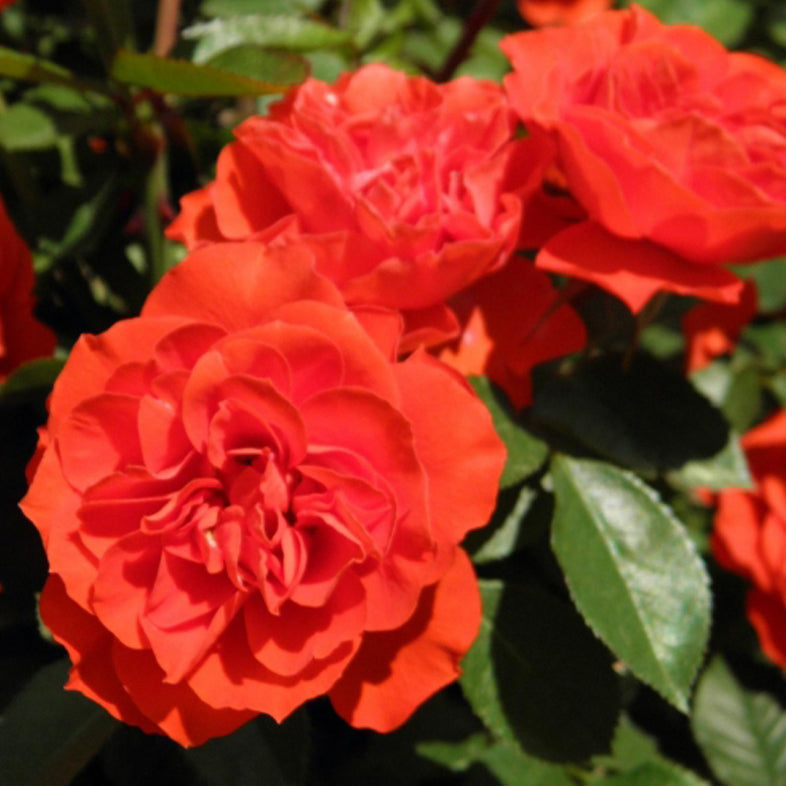 【バラ苗】オレンジ メイアンディナ(2026年3月発送)