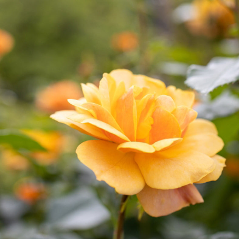 【バラ苗】サイレンス イズ ゴールデン