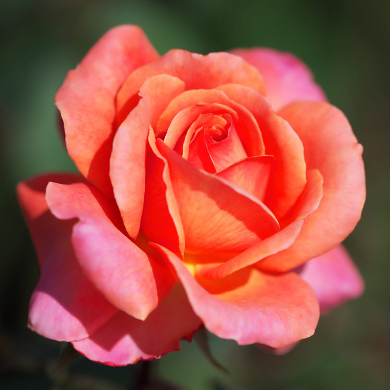 【バラ苗】アルブレヒトデューラーローズ(2026年3月発送)