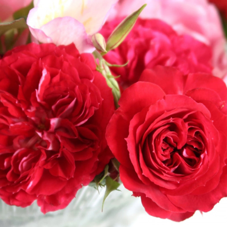 【バラ苗】スカーレット オベーション (2026年3月発送)