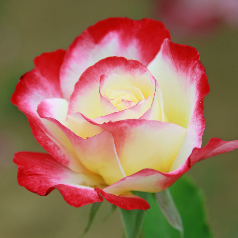 【バラ苗】ダブル ディライト (2026年3月発送)