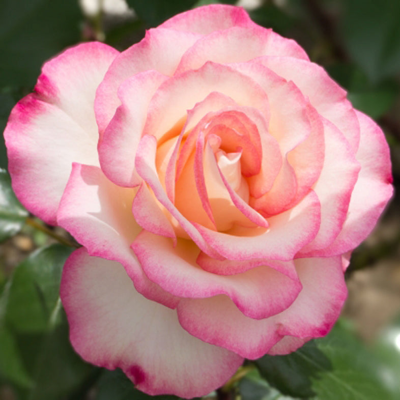 【バラ苗】ほのか(2026年3月発送)