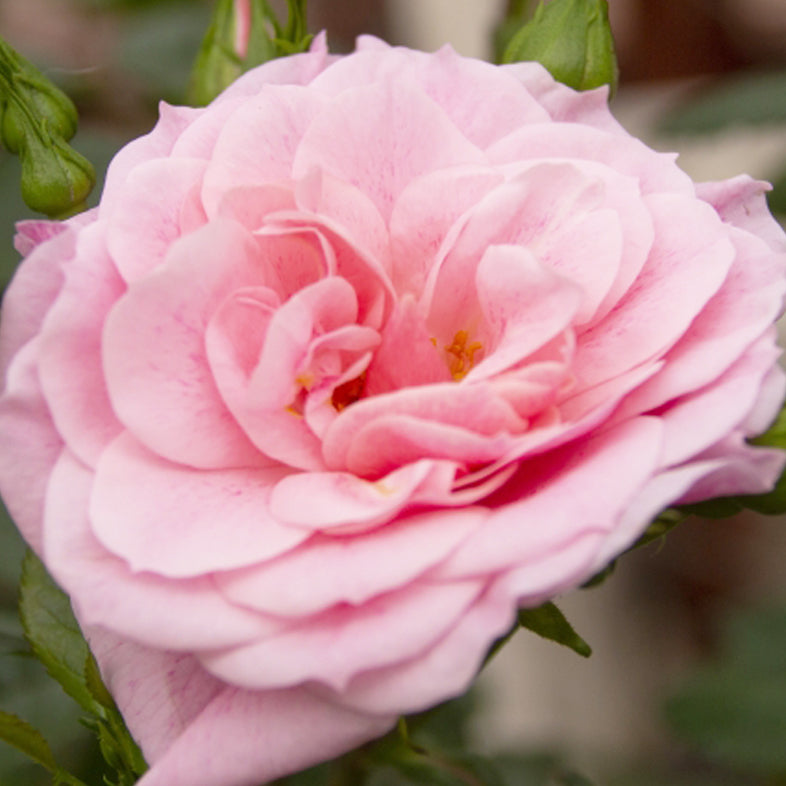 【バラ苗】キャメロット(2026年3月発送)