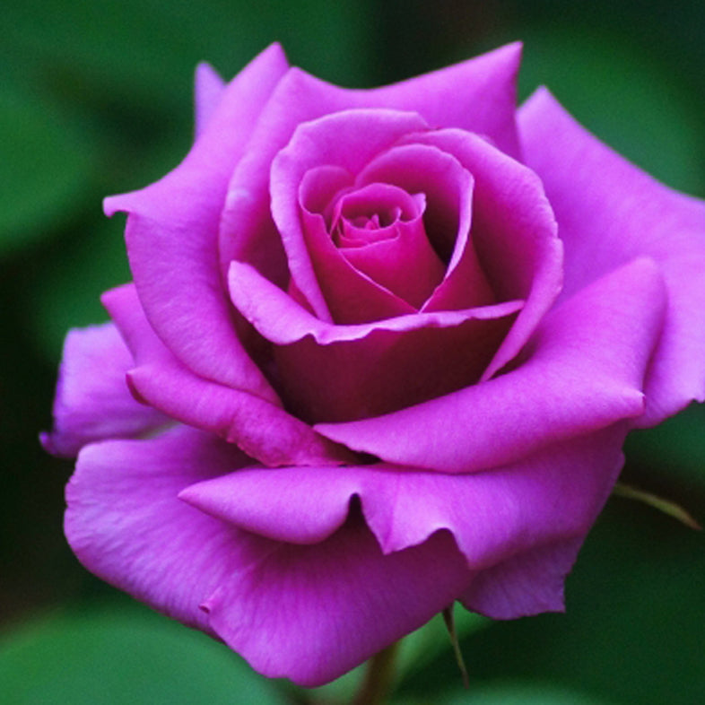 【バラ苗】紫雲(しうん)